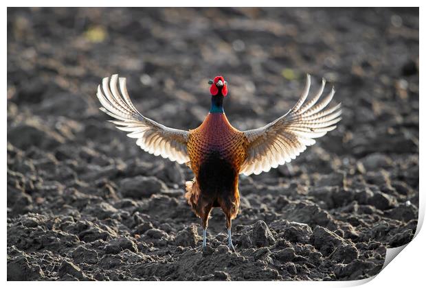 Pheasant Spreading Wings in Field Print by Arterra 