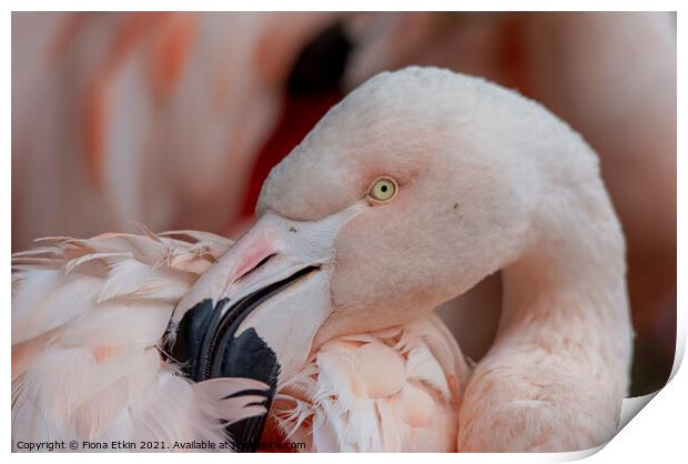Chilean Flamingo portrait Print by Fiona Etkin