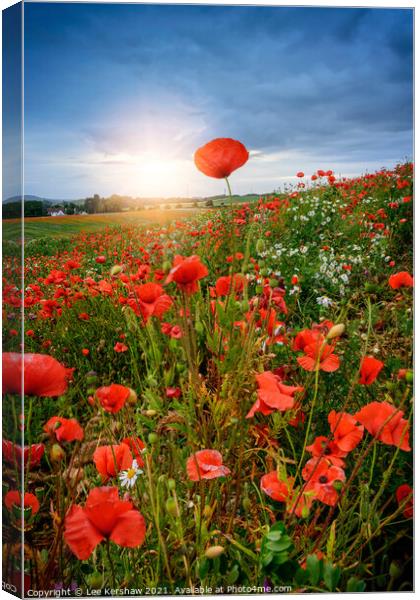 Poppy field sunset Canvas Print by Lee Kershaw