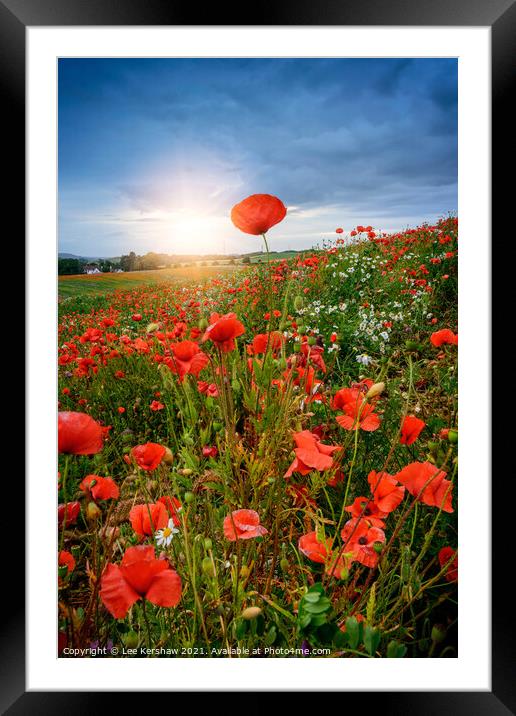 Poppy field sunset Framed Mounted Print by Lee Kershaw