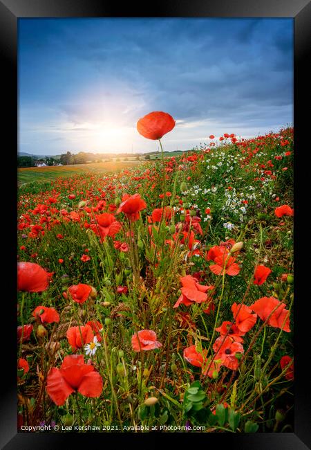 Poppy field sunset Framed Print by Lee Kershaw
