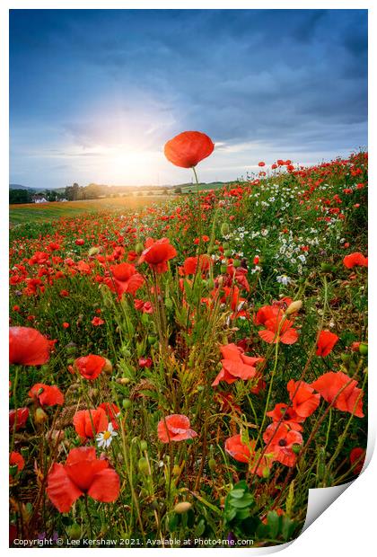 Poppy field sunset Print by Lee Kershaw