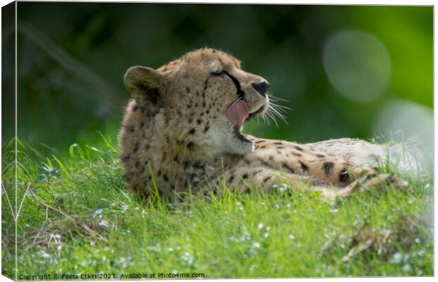 Cheetah licking lips in the sunshine Canvas Print by Fiona Etkin