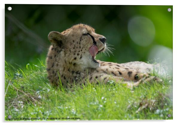 Cheetah licking lips in the sunshine Acrylic by Fiona Etkin