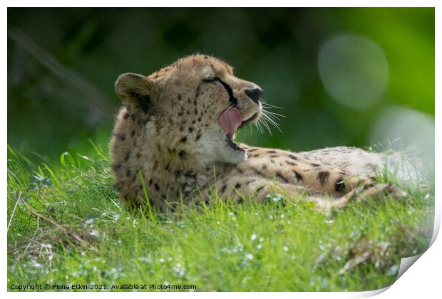 Cheetah licking lips in the sunshine Print by Fiona Etkin