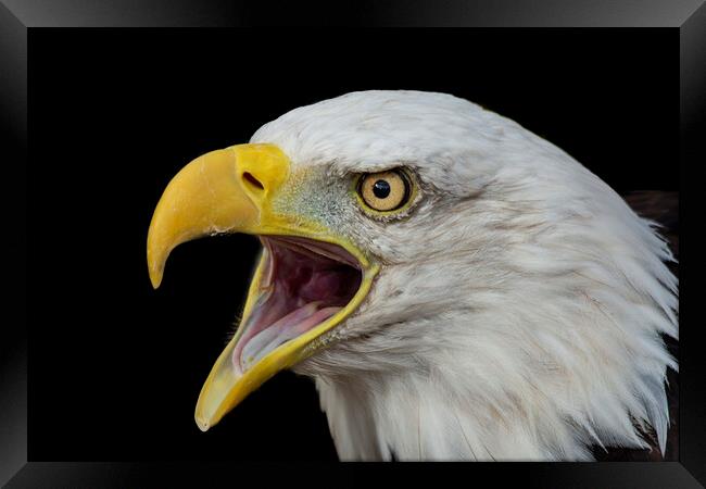 Bald Eagle with open beak portrait Framed Print by Fiona Etkin