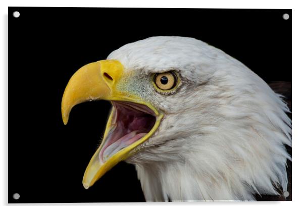 Bald Eagle with open beak portrait Acrylic by Fiona Etkin