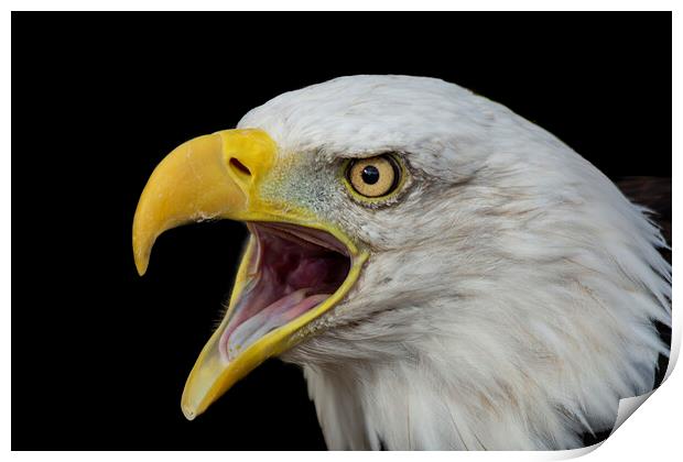 Bald Eagle with open beak portrait Print by Fiona Etkin