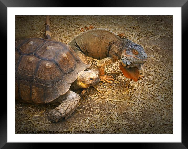 A turtle and Iguana racing through a pile of hay Framed Mounted Print by PAULINE Crawford