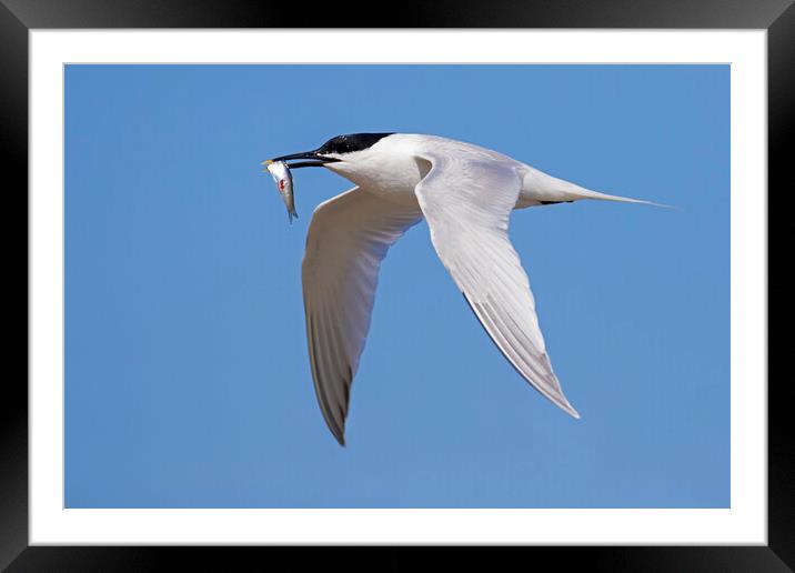 Sandwich Tern in Flight Framed Mounted Print by Arterra 