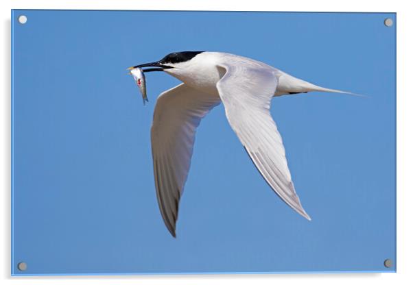 Sandwich Tern in Flight Acrylic by Arterra 