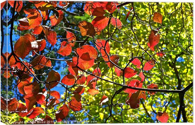 Bright Autumn Colours Canvas Print by Alison Wood