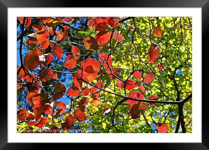 Bright Autumn Colours Framed Mounted Print by Alison Wood