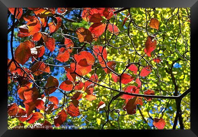 Bright Autumn Colours Framed Print by Alison Wood