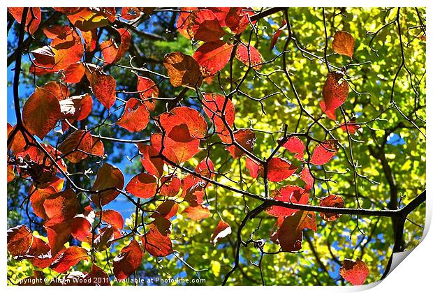 Bright Autumn Colours Print by Alison Wood