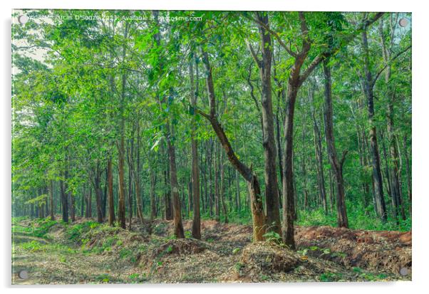 Evergreen forest of Thirthahalli Acrylic by Lucas D'Souza