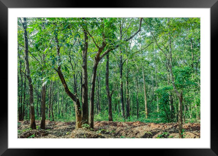 Evergreen forest of Thirthahalli Framed Mounted Print by Lucas D'Souza