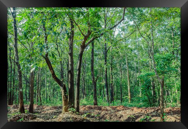 Evergreen forest of Thirthahalli Framed Print by Lucas D'Souza