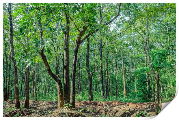Evergreen forest of Thirthahalli Print by Lucas D'Souza