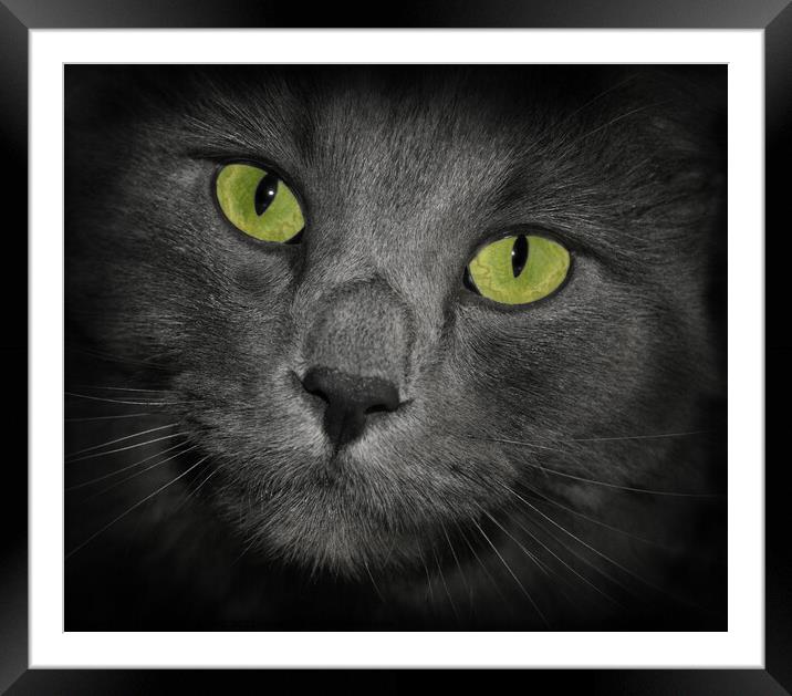Cat with green eyes gray fur cute close up of his face Framed Mounted Print by PAULINE Crawford