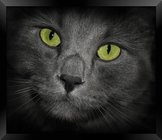 Cat with green eyes gray fur cute close up of his face Framed Print by PAULINE Crawford