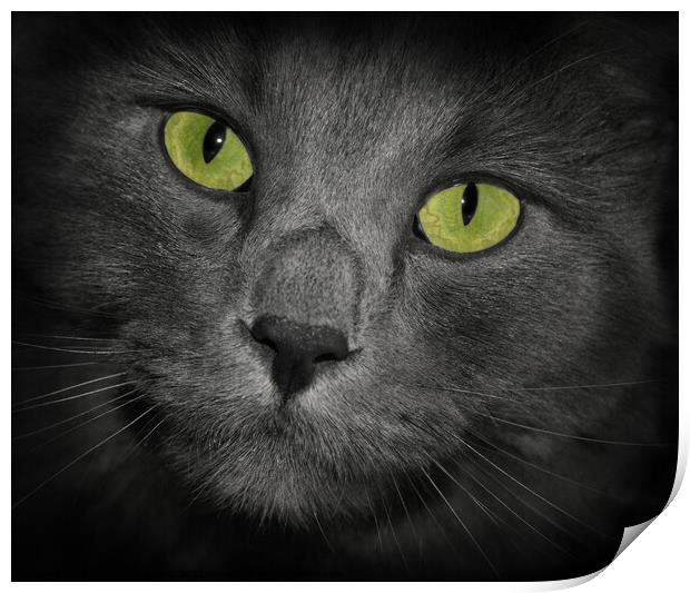 Cat with green eyes gray fur cute close up of his face Print by PAULINE Crawford