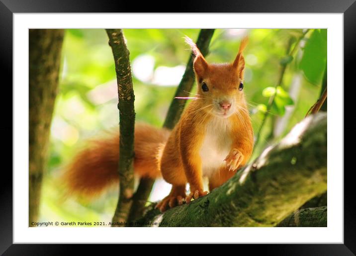 Red Squirrel Framed Mounted Print by Gareth Parkes