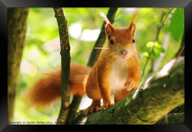 Red Squirrel Framed Print by Gareth Parkes