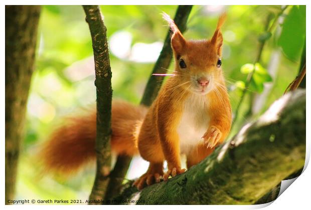 Red Squirrel Print by Gareth Parkes