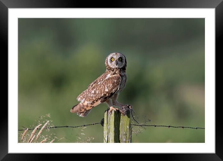 Short-Eared Owl with Mouse Framed Mounted Print by Arterra 