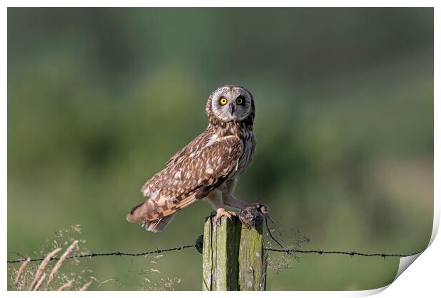 Short-Eared Owl with Mouse Print by Arterra 
