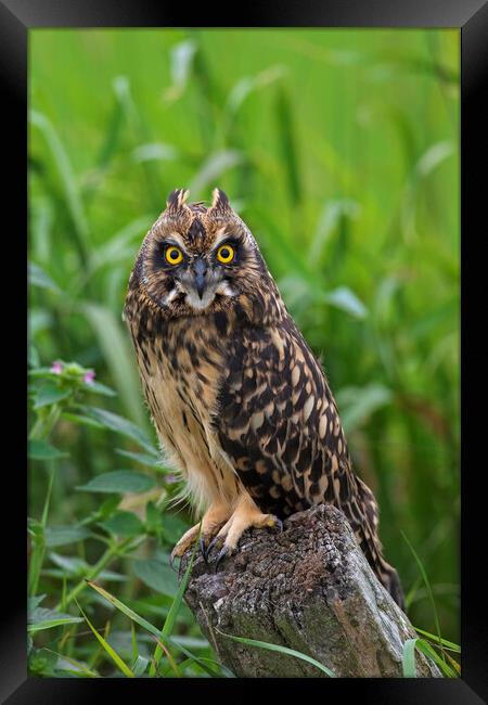 Young Short-Eared Owl Framed Print by Arterra 