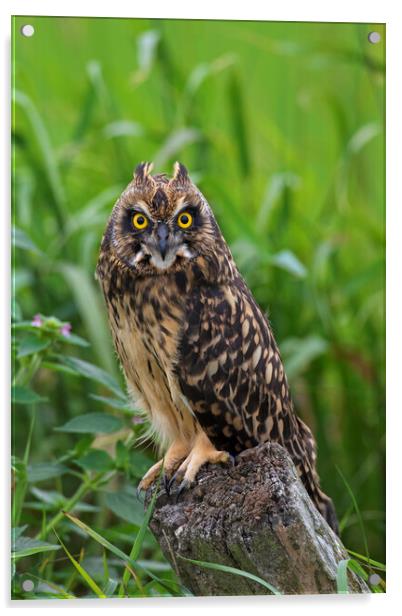 Young Short-Eared Owl Acrylic by Arterra 