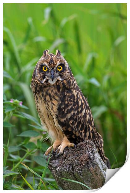 Young Short-Eared Owl Print by Arterra 