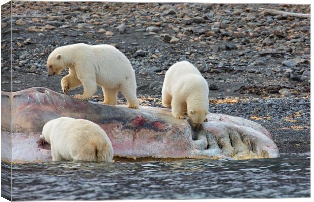Scavenging Polar Bears Canvas Print by Arterra 