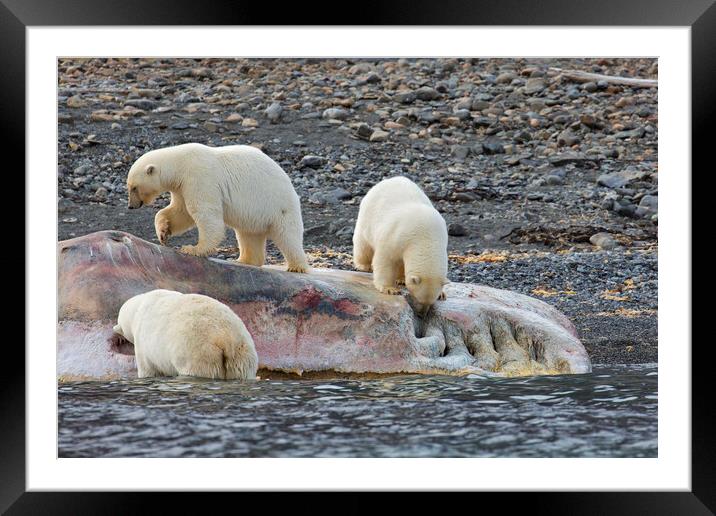 Scavenging Polar Bears Framed Mounted Print by Arterra 