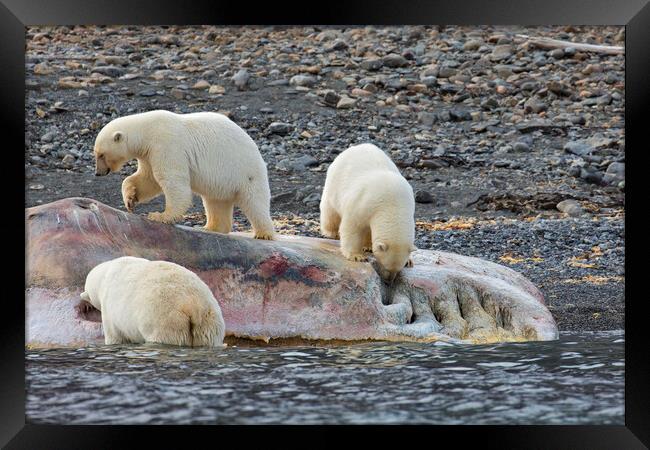 Scavenging Polar Bears Framed Print by Arterra 
