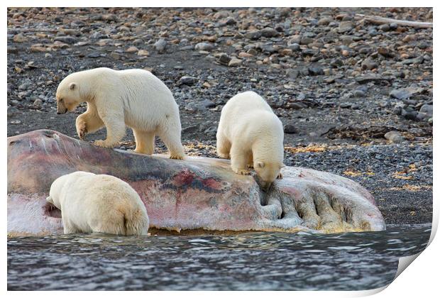 Scavenging Polar Bears Print by Arterra 