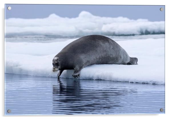 Bearded Seal on Ice Floe Acrylic by Arterra 