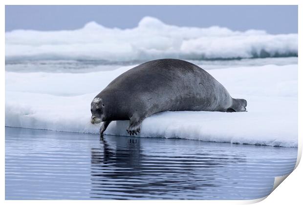 Bearded Seal on Ice Floe Print by Arterra 
