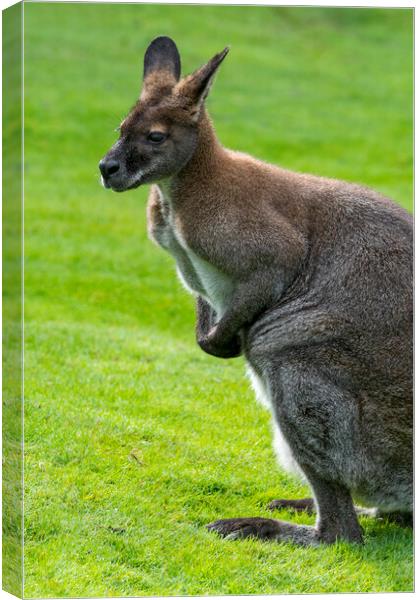 Red-Necked Wallaby Canvas Print by Arterra 