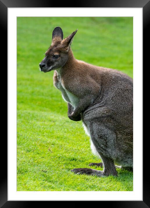 Red-Necked Wallaby Framed Mounted Print by Arterra 