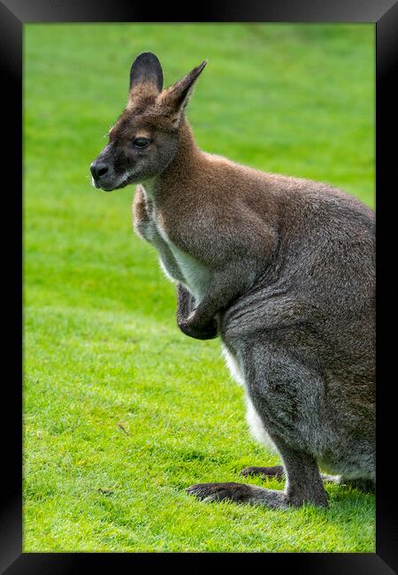 Red-Necked Wallaby Framed Print by Arterra 