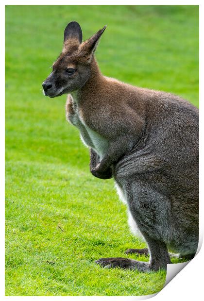 Red-Necked Wallaby Print by Arterra 