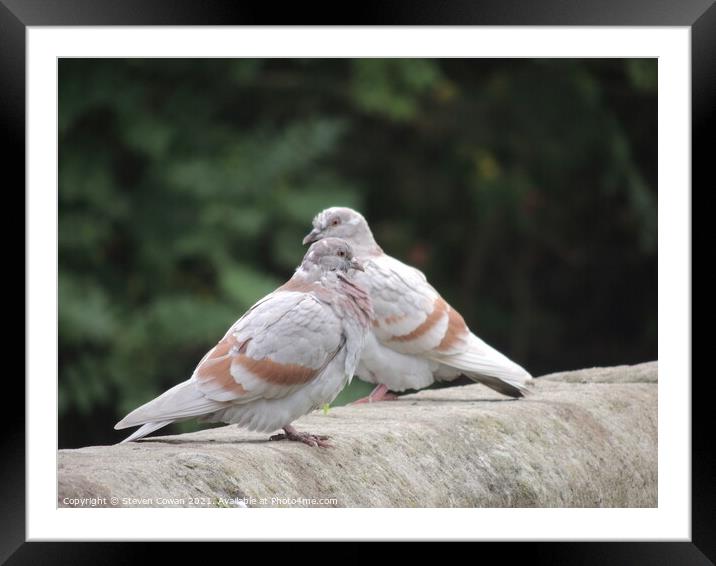 Two birds sitting on top of a wall Framed Mounted Print by Steven Cowan