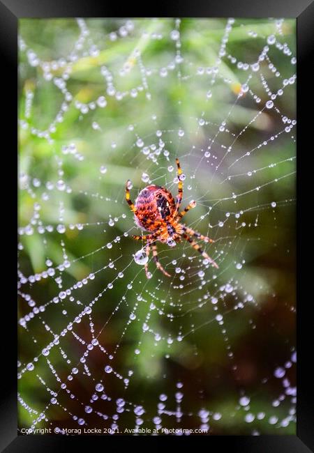 Spider and rain drops on the web Framed Print by Morag Locke