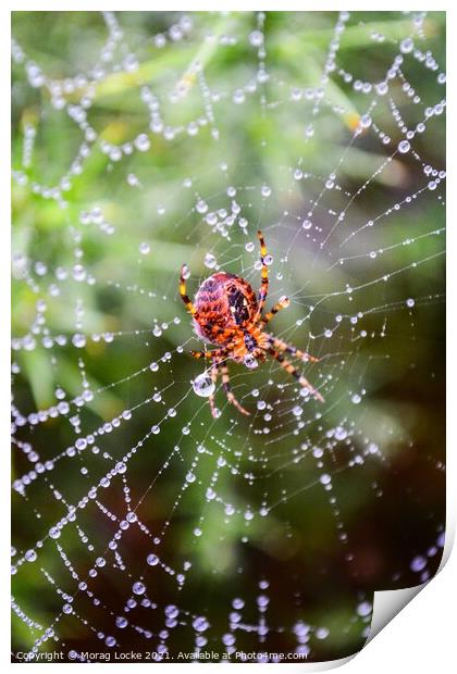 Spider and rain drops on the web Print by Morag Locke