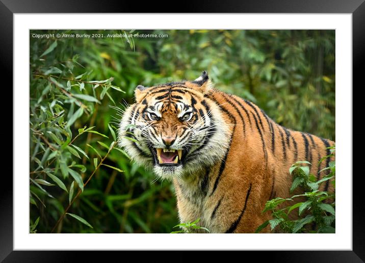 Sumatran tiger  Framed Mounted Print by Aimie Burley