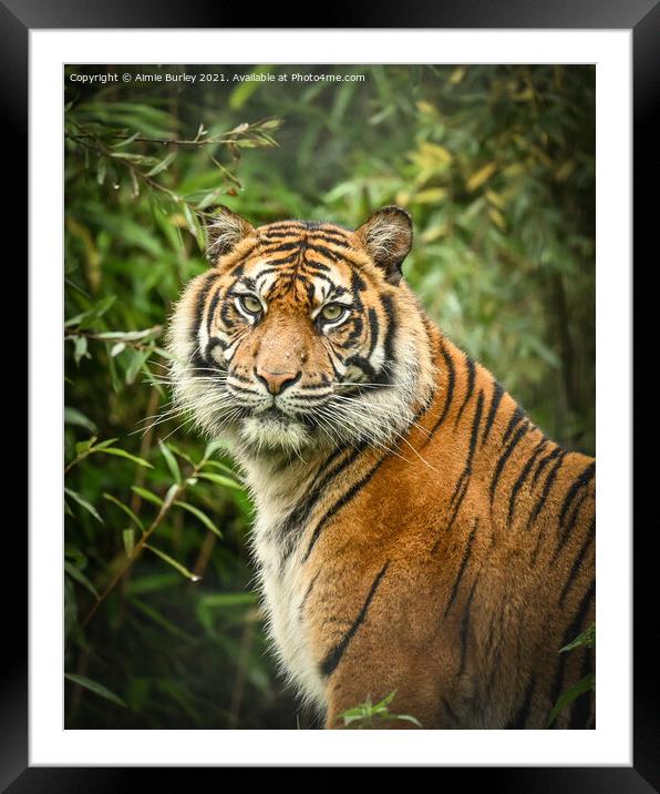 Tiger portrait  Framed Mounted Print by Aimie Burley