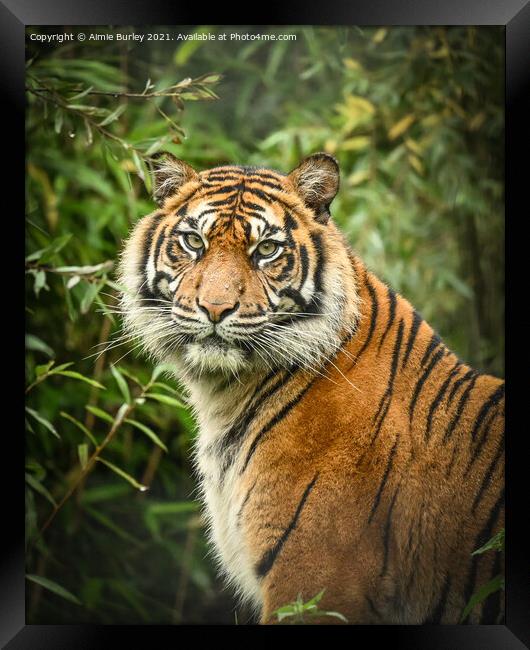 Tiger portrait  Framed Print by Aimie Burley